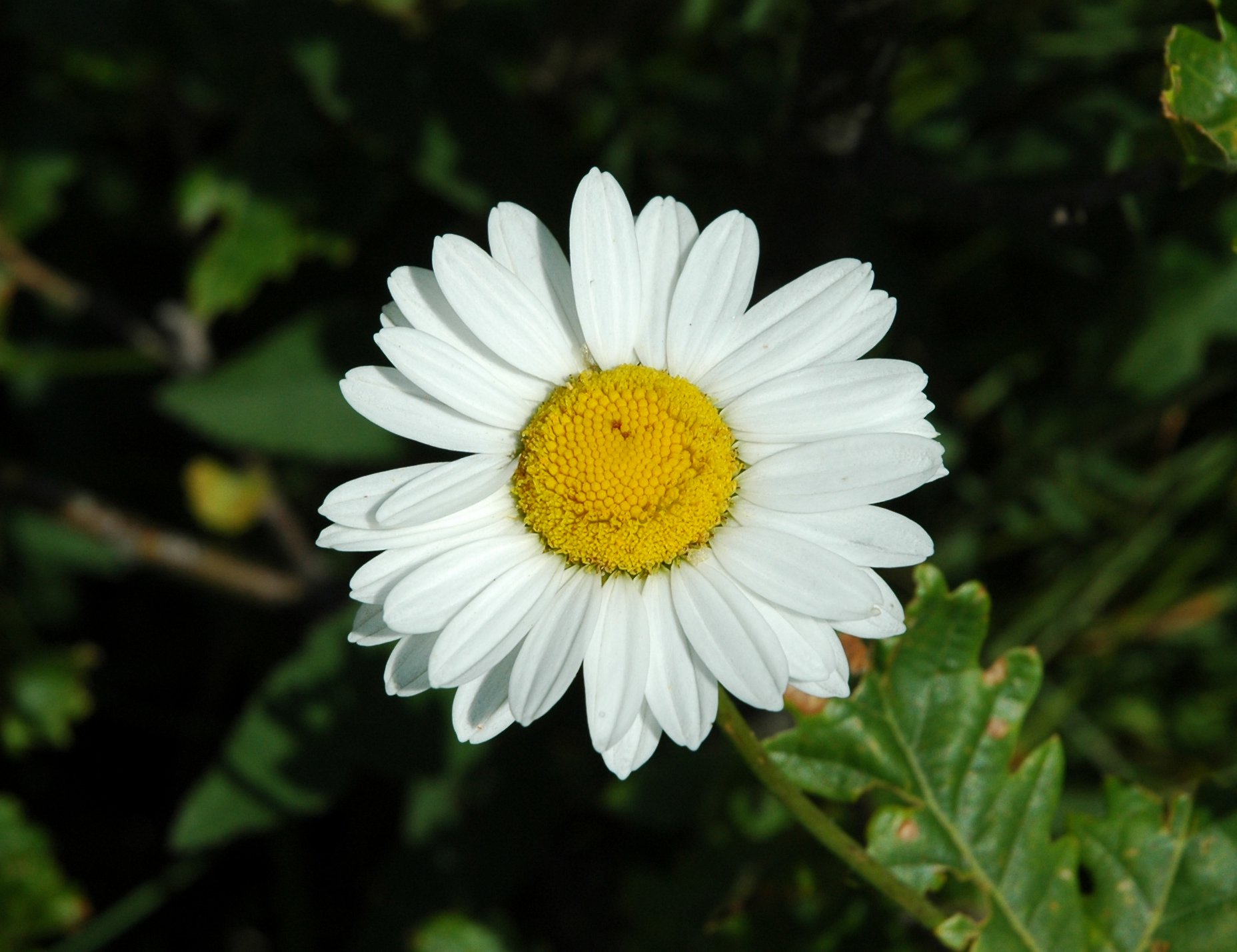 Leucanthemum heterophyllum / Margherita sudalpina